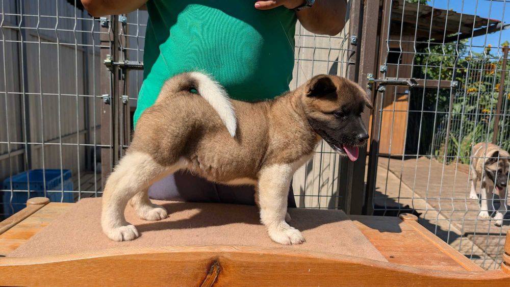 Mascul Akita American - linie de sânge premium