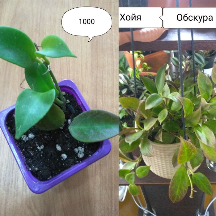 Продам цветы,любой за 800