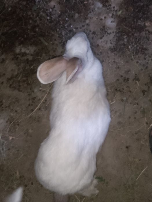 Kalifor zotli quyon sotiladi