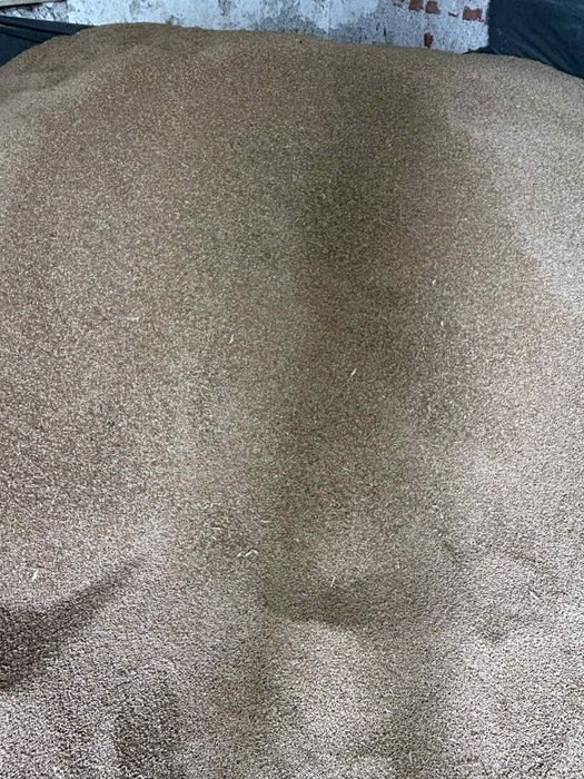 Тритикале 0,20 цента