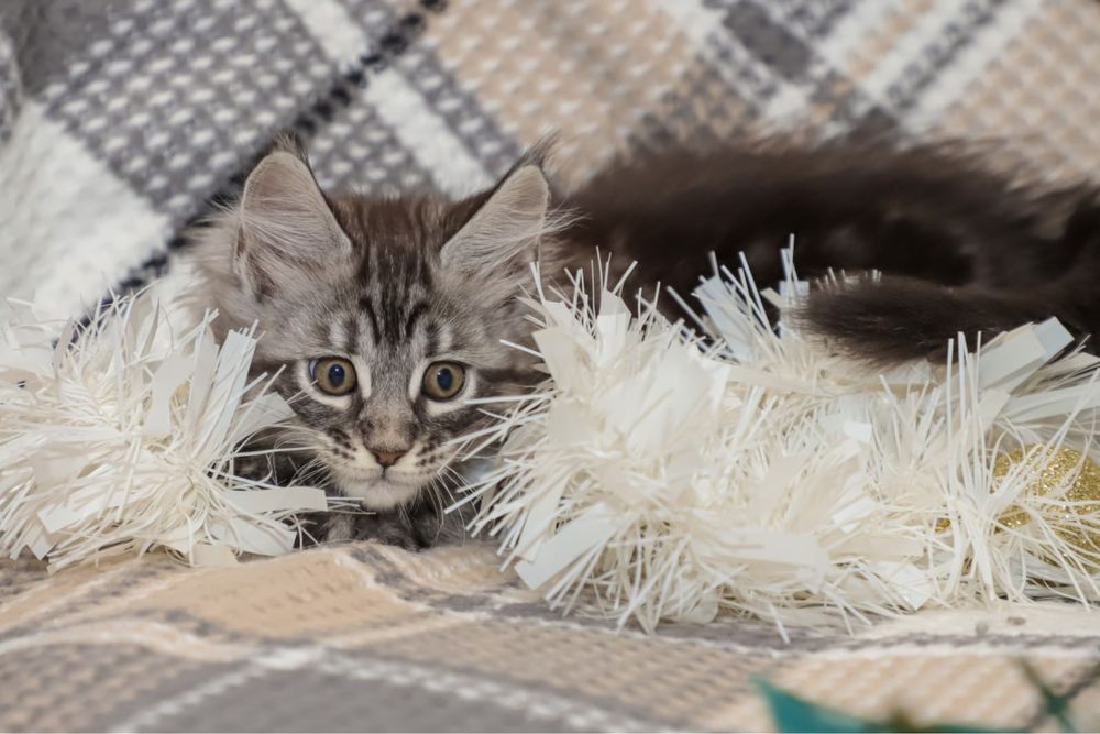 Кошечка породы Мейн кун, клубная