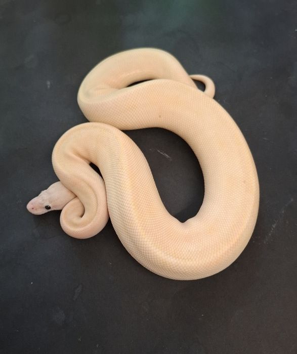 Кралски Питон Ivory Pied и Super Pastel Ivory