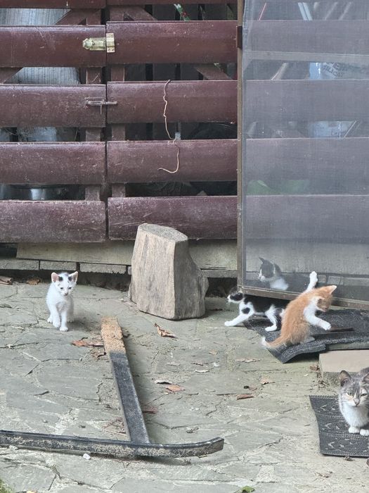 pisici 5 saptamani donat