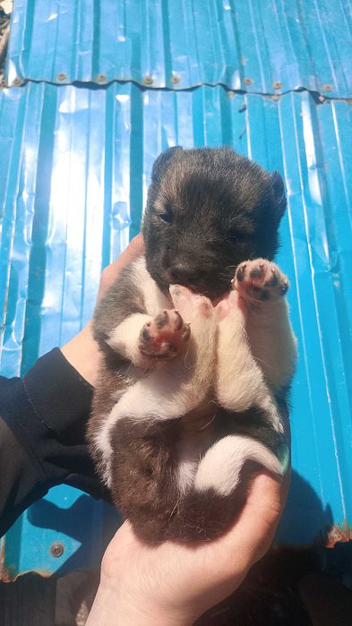 Помесь корги ищут дом
