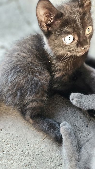 Отдам милых котят