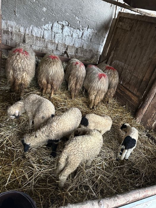 Vand oi cu tot cu miei