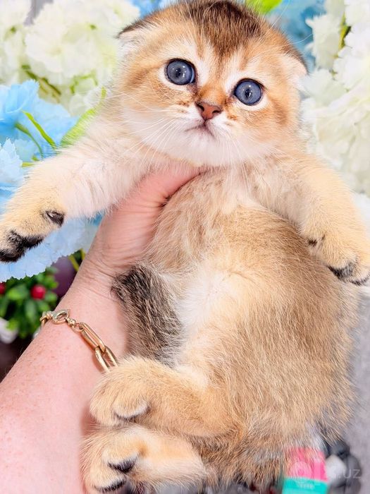 Продам котят золотая шиншилла