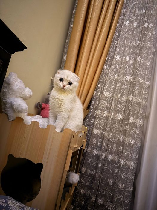 Шиншилла Silver с очень редкими голубыми глазами