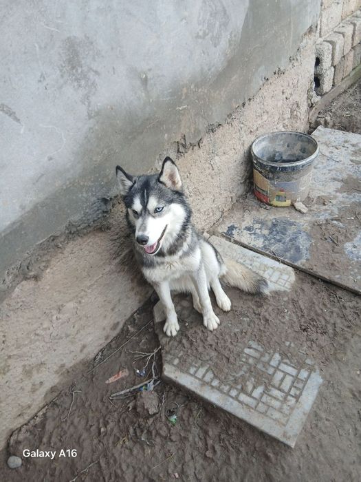 Xaski toza paroda  kuchu sotiladi