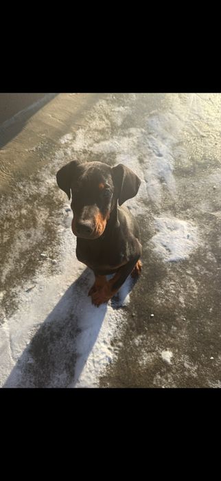 Doberman de vanzare 3 luni