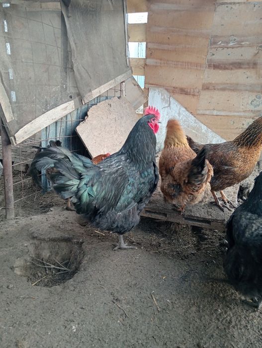 Продам инкубационные яйца кур