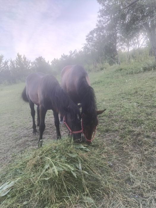 Vând manzi 2 ani si 1 an