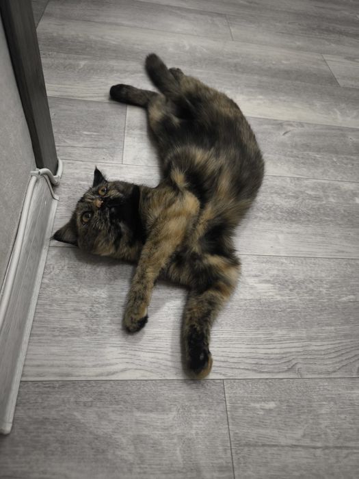 Шотландский котёнок