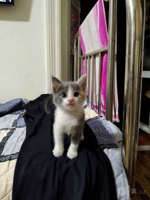 Продам котят. Обычные.