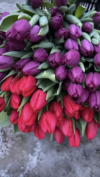 Продам тюльпаны…