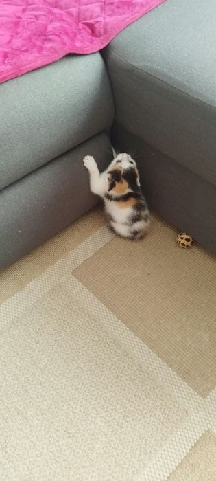 Pisicuțe pt adoptie