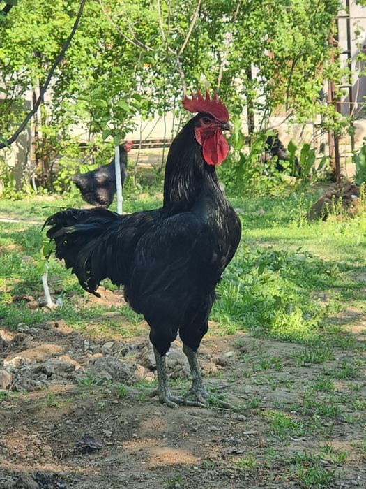 Gigant qora shaxzoda