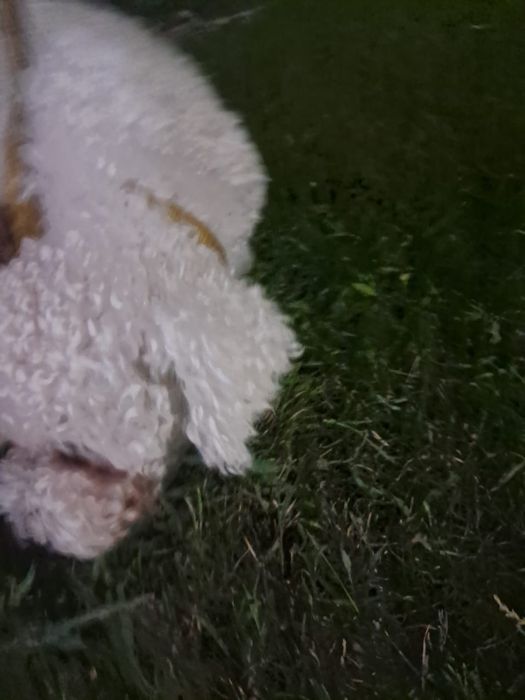 Вязка кобеля Бишон фризе