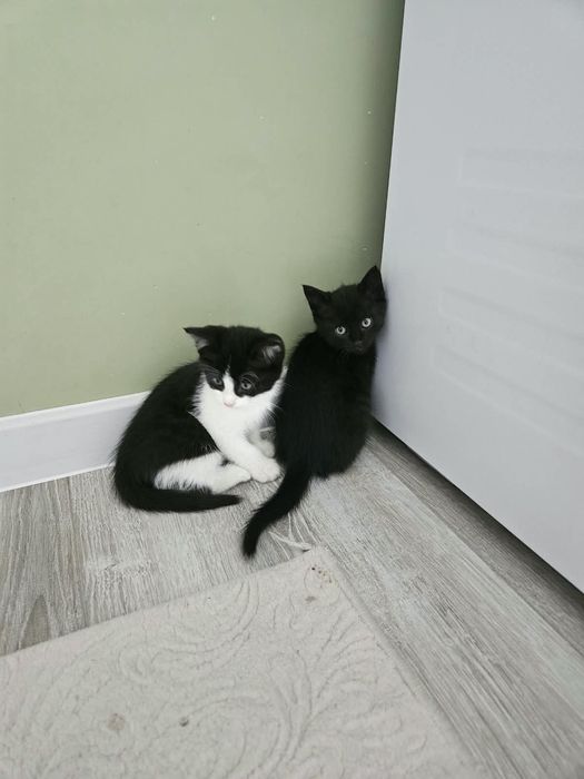 Котята 1 месяц девочка и мальчик
