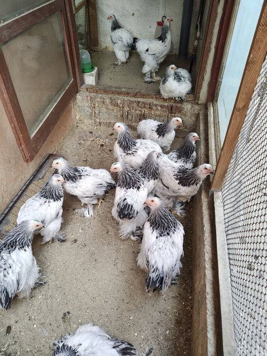 Cocoș , găini si pui Brahma Herminat deschis