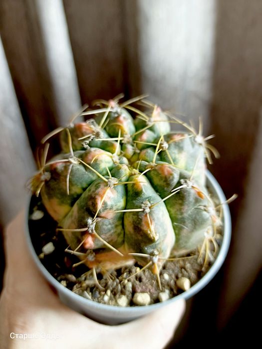 Комнатные растения