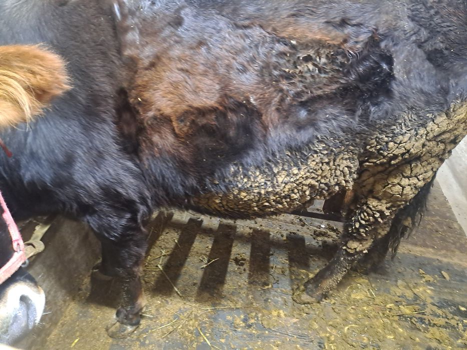 Сауынды сиыр сатылады.