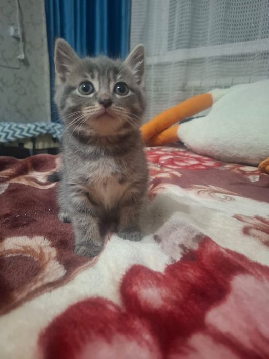 Котята британские