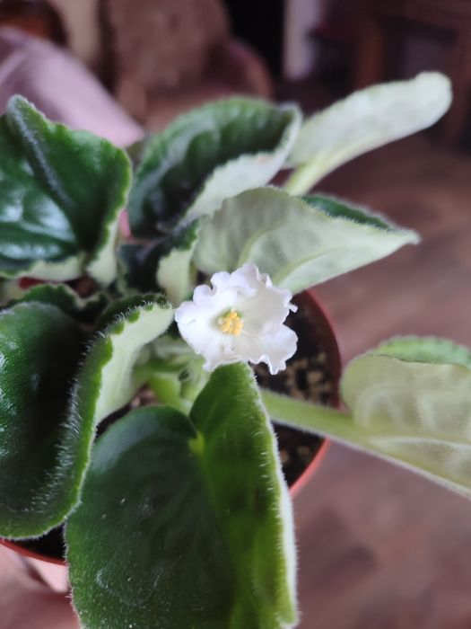 Фиалка сенполия 2000