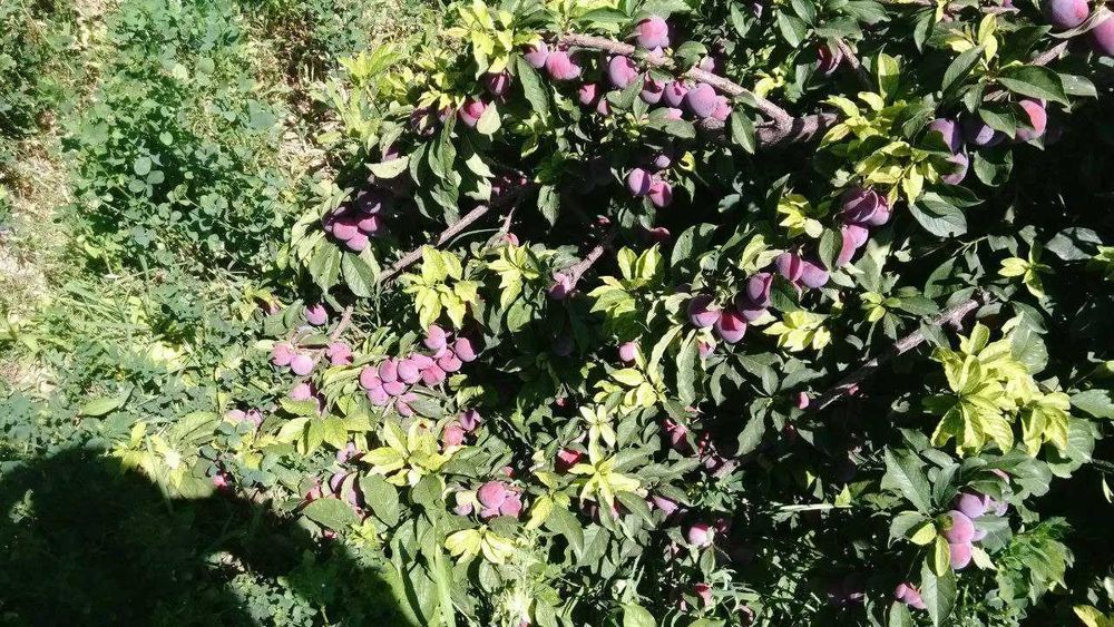 4 хонадан иборат булган уй сотилади