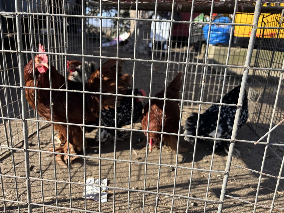 Pitice de rasa mature  craiova