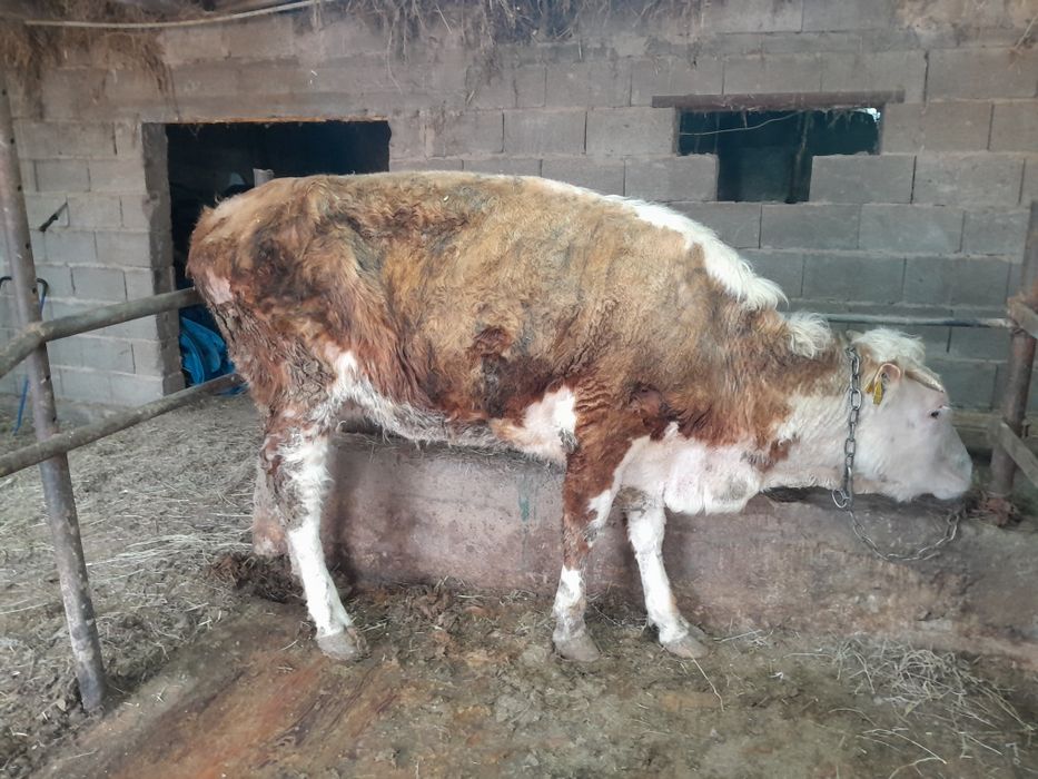 Сиыр корова қысыр