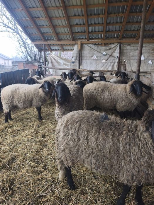 Vând berbeci berbecuți și oi carabase