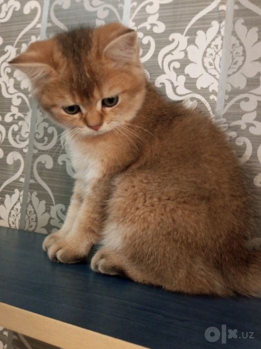 Котята британской шиншиллы мальчики серебристая и чёрное золото,
