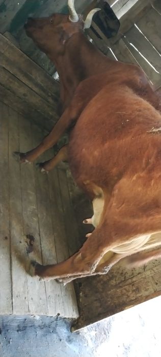 Сиыр Корова сатылады