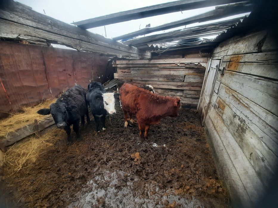 Продам 7голов бычок  оптом