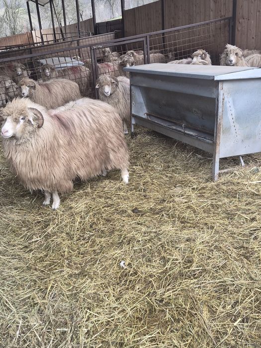 Oi Grase de Vânzare