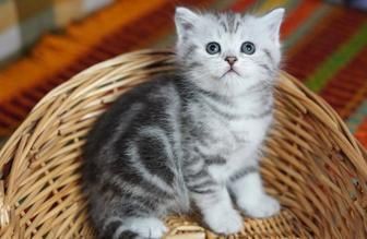 Шотланский котёнок девочка