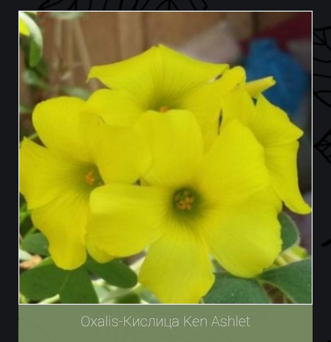 Кислица(оксалис) несколько видов.