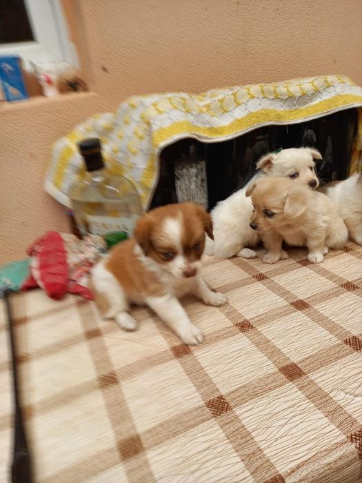 Cațelusi pentru Adopție
