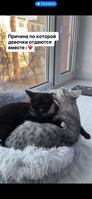 Отдам котят в хорошие руки