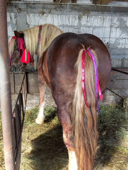 Manz metis de semigreu