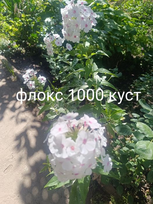 Продам цветы многолетний