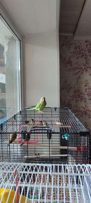 Ожереловый попугай