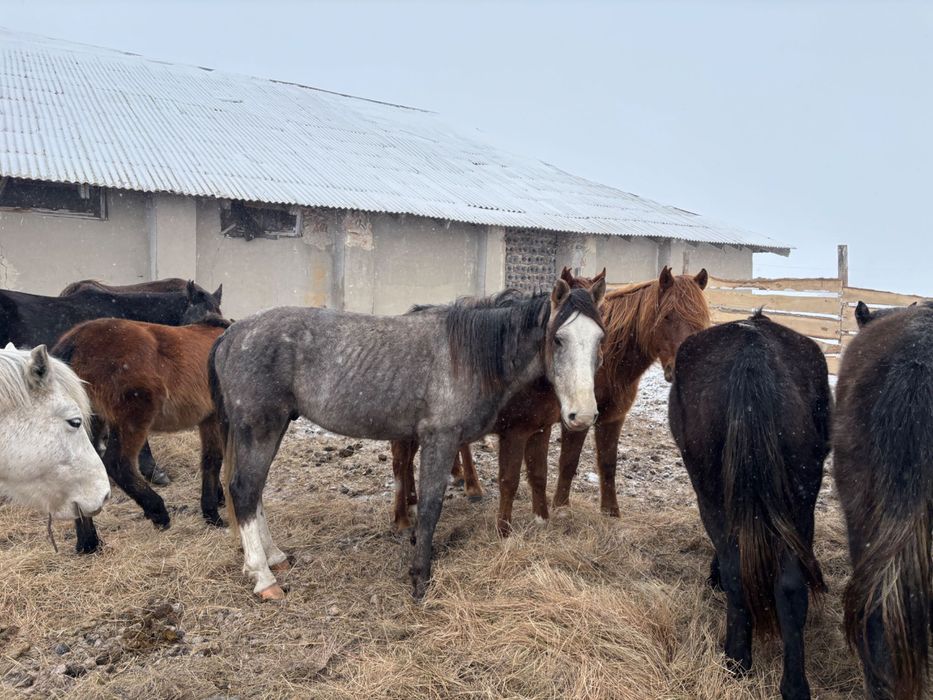 Айгыр, жеребец продам