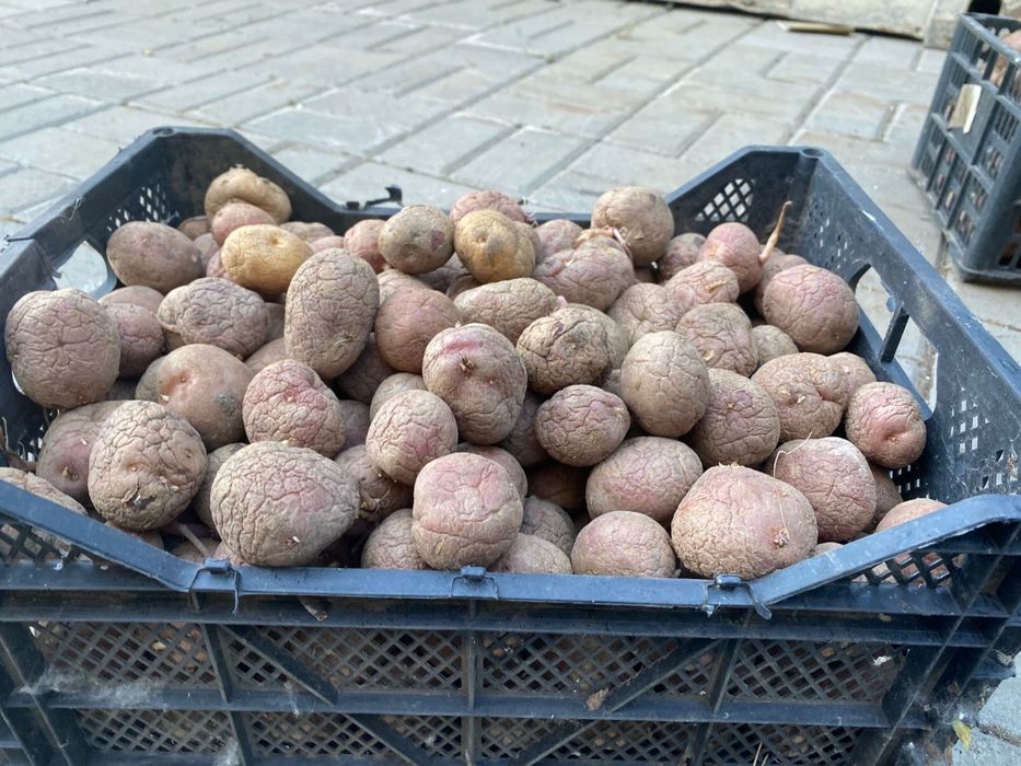 Продам семенной картофель