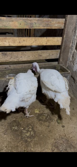 Индюк үндік хайврит