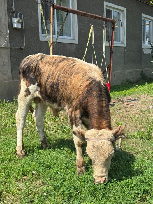 Продам Бычков годовалых
