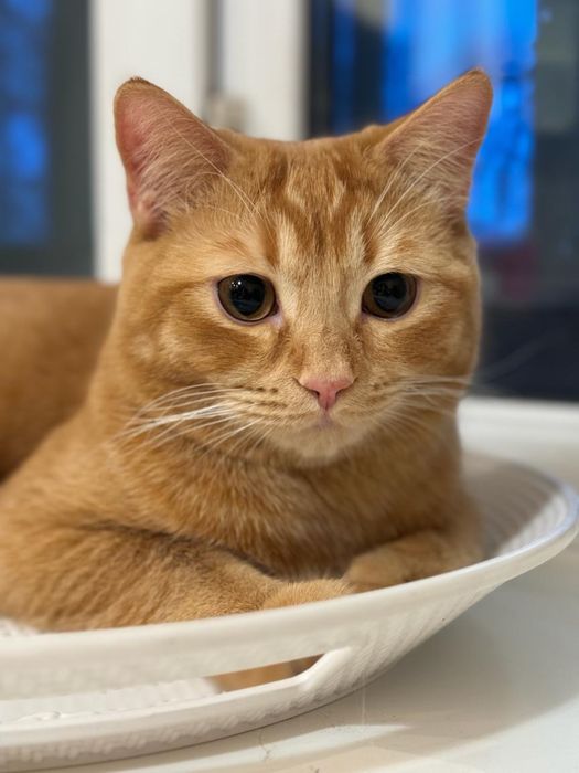 Ищем кошку для вязки кота