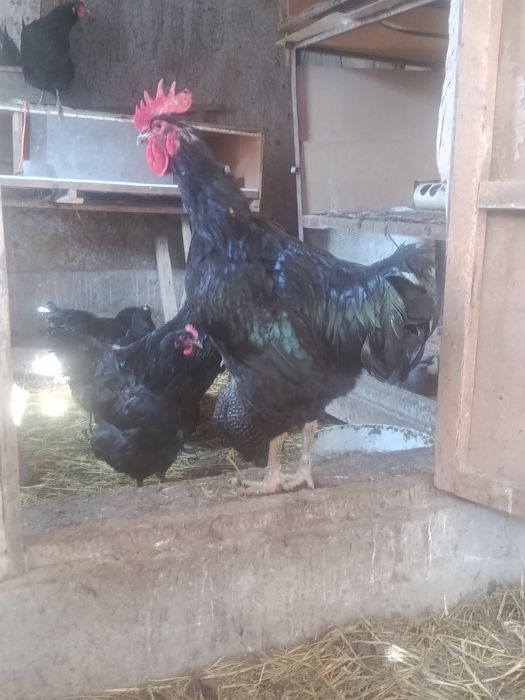 Инкубационный яицо Джерси гигант