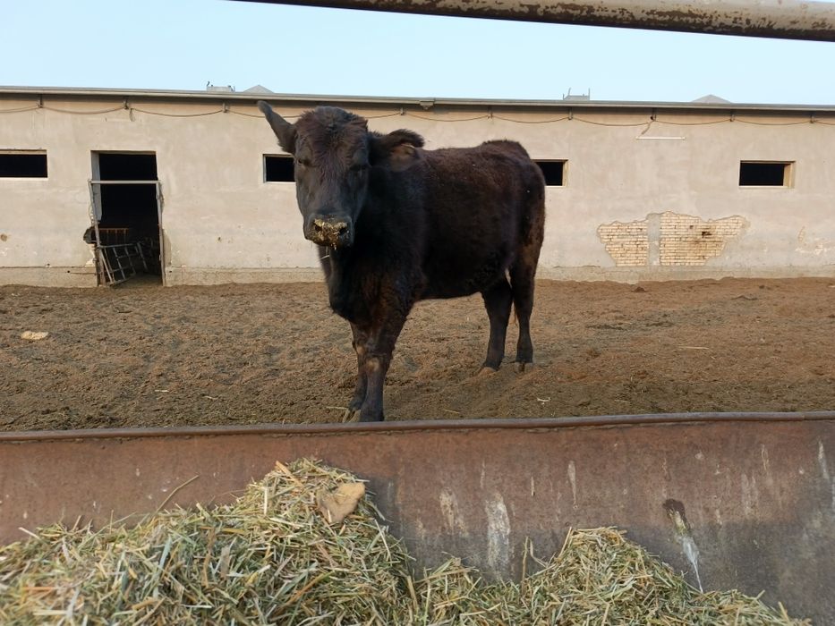 ангус ғуножинла сотилади хомиладор